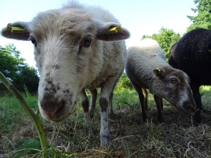 Profitez d’un entretien écologique de vos espaces verts avec notre service d’éco-pâturage !