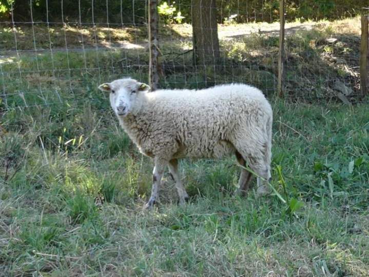 Création de jardins sur-mesure Ancenis